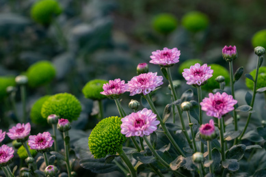粉色小雏菊特写及远处绿色的球形小雏菊