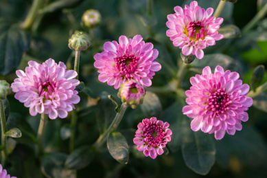 俯拍几朵粉色小雏菊花朵和花苞