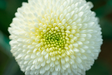 一朵白色的重瓣小雏菊花球特写