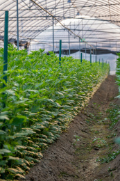 逆光下钢架大棚内成片整齐生长良好的雏菊植物