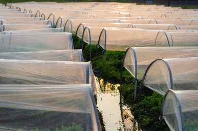落日余辉下两排用来栽种芹菜的塑料小拱棚