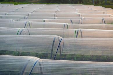 落日余辉下成片用来栽种芹菜的塑料小拱棚