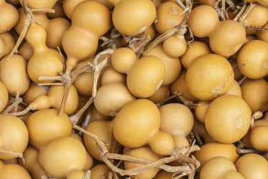 一堆可爱的黄色小葫芦