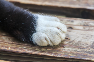 凳子上的黑色猫脚局部特写