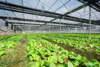 宽敞钢架大棚内成片种植的白菜，中国福建龙岩