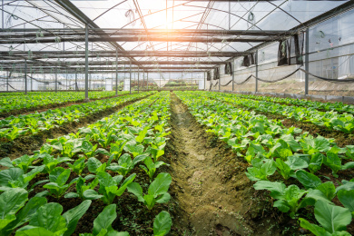 逆光下钢架大棚内成片种植的白菜，中国福建龙岩