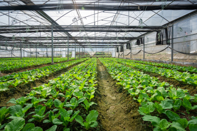钢架大棚内成片种植的白菜，中国福建龙岩