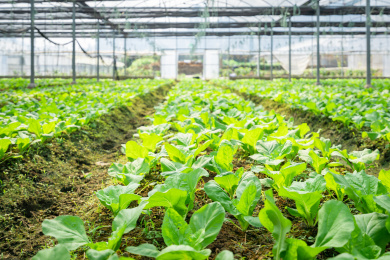 钢架大棚内成片种植的白菜，中国福建龙岩