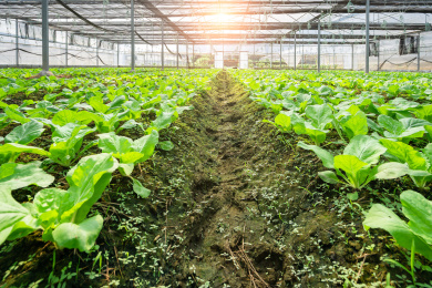 逆光下钢架大棚内成片种植的白菜，中国福建龙岩