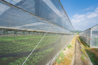 蔬菜钢架大棚外的水泥田埂，中国福建龙岩