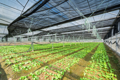 种植白菜的钢架大棚内部全景，中国福建龙岩