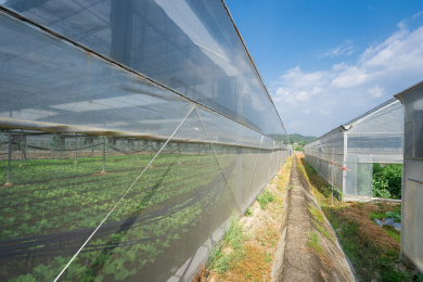 种满蔬菜的钢架大棚之间的水泥田埂，中国福建龙岩