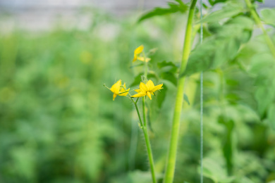 开花的西红柿植株特写，中国福建龙岩