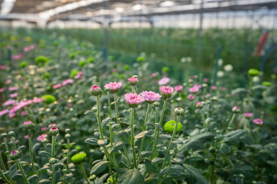 钢架大棚内以粉色雏菊为前景的成片种植的小雏菊，中国福建龙岩