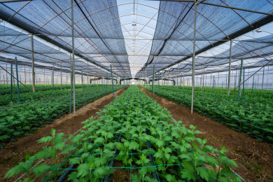 钢架大棚内成片种植的小雏菊苗，中国福建龙岩