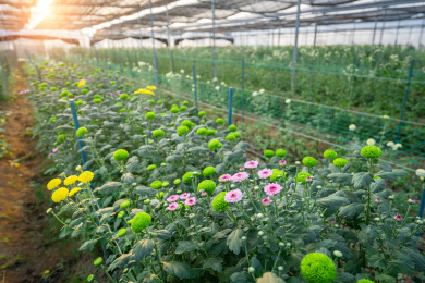 阳光照射在钢架大棚内成片种植的开花小雏菊，中国福建龙岩