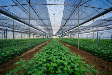 钢架大棚内成片种植的小雏菊幼苗，中国福建龙岩