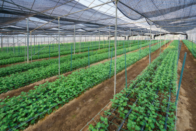 钢架大棚内成片种植的苗期小雏菊，中国福建龙岩