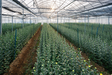 逆光下钢架大棚内成片种植的正要开花的小雏菊，中国福建龙岩
