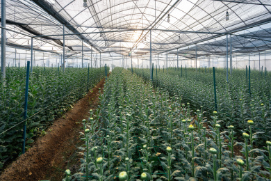 钢架大棚内成片种植的满是花苞的小雏菊，中国福建龙岩