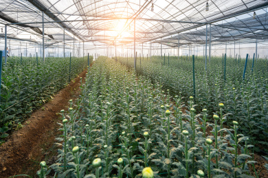 逆光下钢架大棚内成片种植的小雏菊，中国福建龙岩