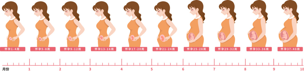 怀孕周期胎儿发育过程矢量图