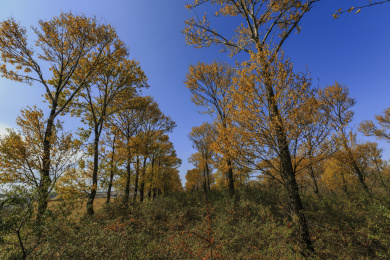 中国山西朔州市右玉县右卫铁山堡村田园风光