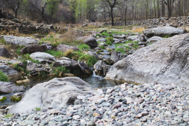 早春山间树林旁边乱石小溪