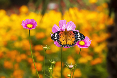 吸附在粉色波斯菊花上的大红蛱蝶