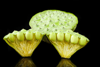 黑底上洪湖莲蓬