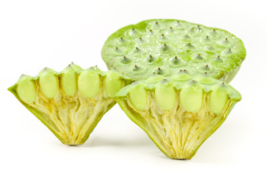 白底上的新鲜莲蓬