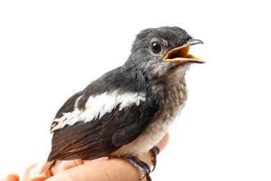 白底手上站着一只鸜鹆