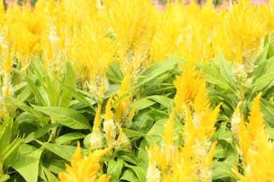 花田里一片黄色的凤尾鸡冠花