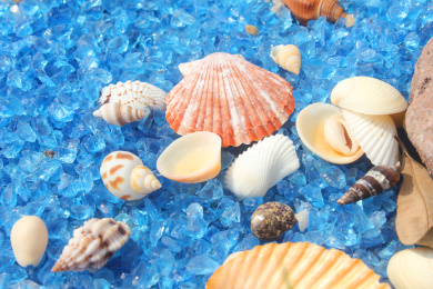 一片蓝色透明细沙上各种海螺和贝壳