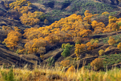 中国山西右玉右卫镇32边长城自然风光