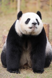 大熊猫半蹲着仰着头