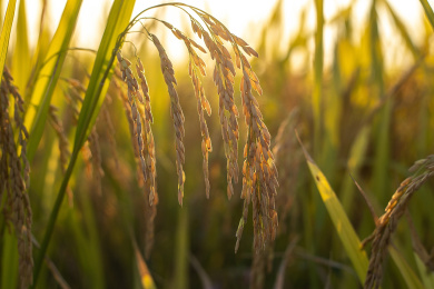 田野中金黄色成熟低垂的水稻