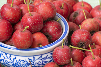 盛在水果盘里的刚采摘的新鲜山楂