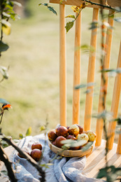 放在椅子上的新鲜冬枣