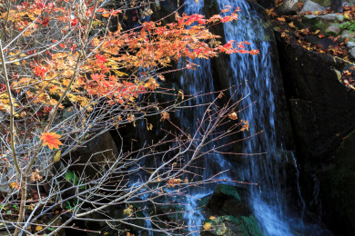 山涧红色枫叶流瀑，中国山东省济南市九如山