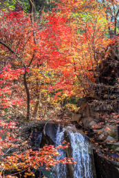 中国山东省济南市九如山红色枫树山泉景观