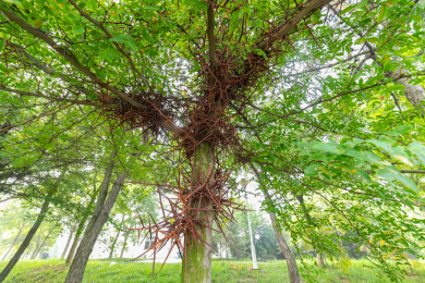 广角仰拍皂角树上一簇密集的红色皂角刺
