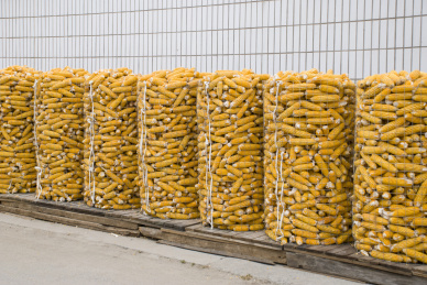 粮食作物玉米棒子 晾晒的玉米