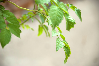 凌霄花的叶子 绿色的叶子特写