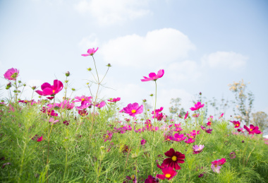 公园里盛开的格桑花
