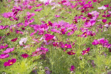 公园里盛开的格桑花