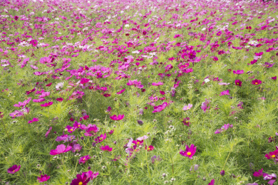 公园里盛开的格桑花