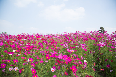 公园里盛开的格桑花