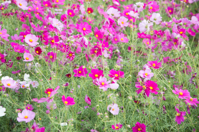 公园里盛开的格桑花