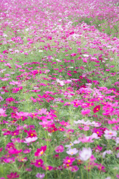 公园里盛开的格桑花